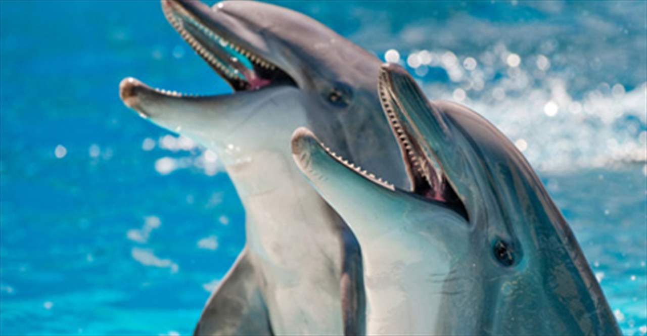 علماء يكتشفون قدرة غريبة لدى الدلافين 