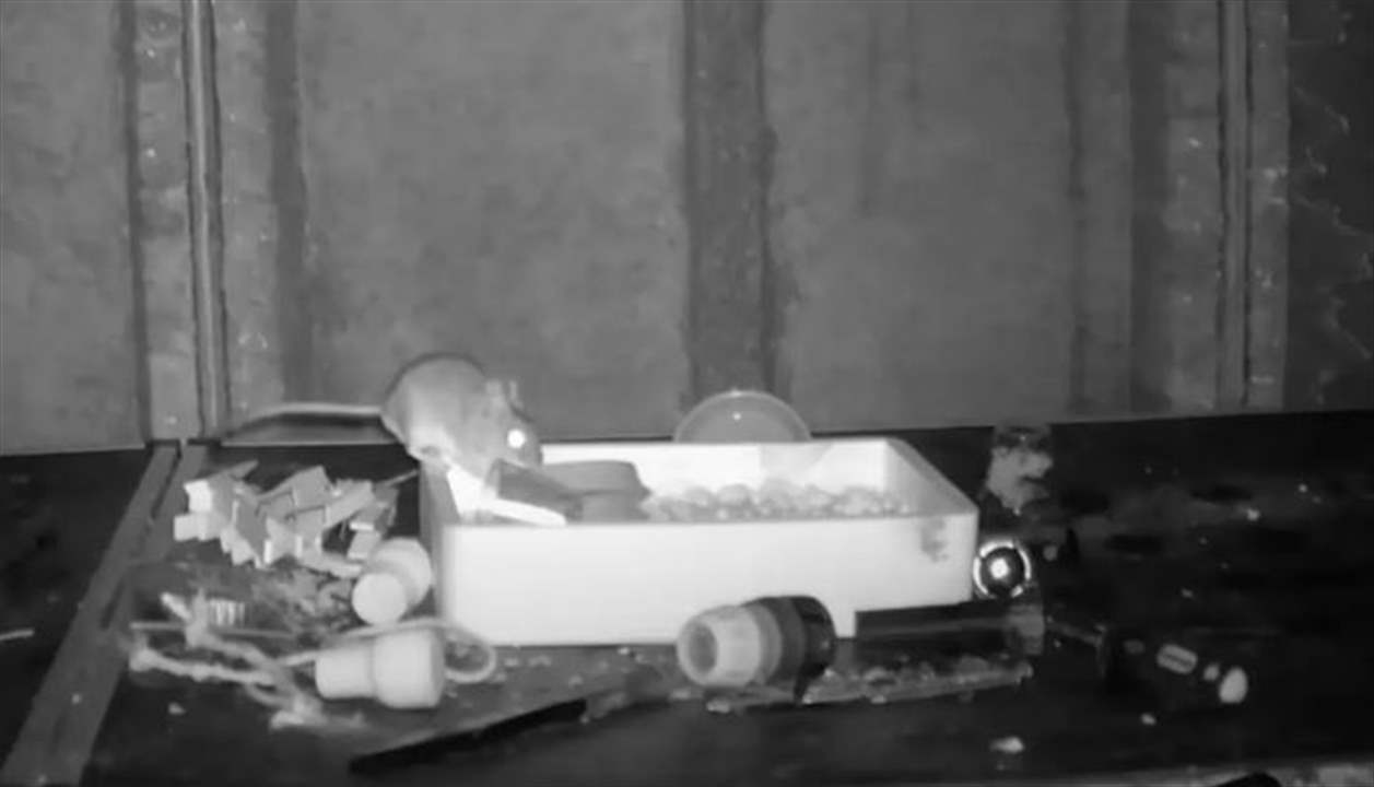 بالفيديو - فأر يحيّر مصور حياة برية .. هذا ما فعله ليلياً لشهرين!
