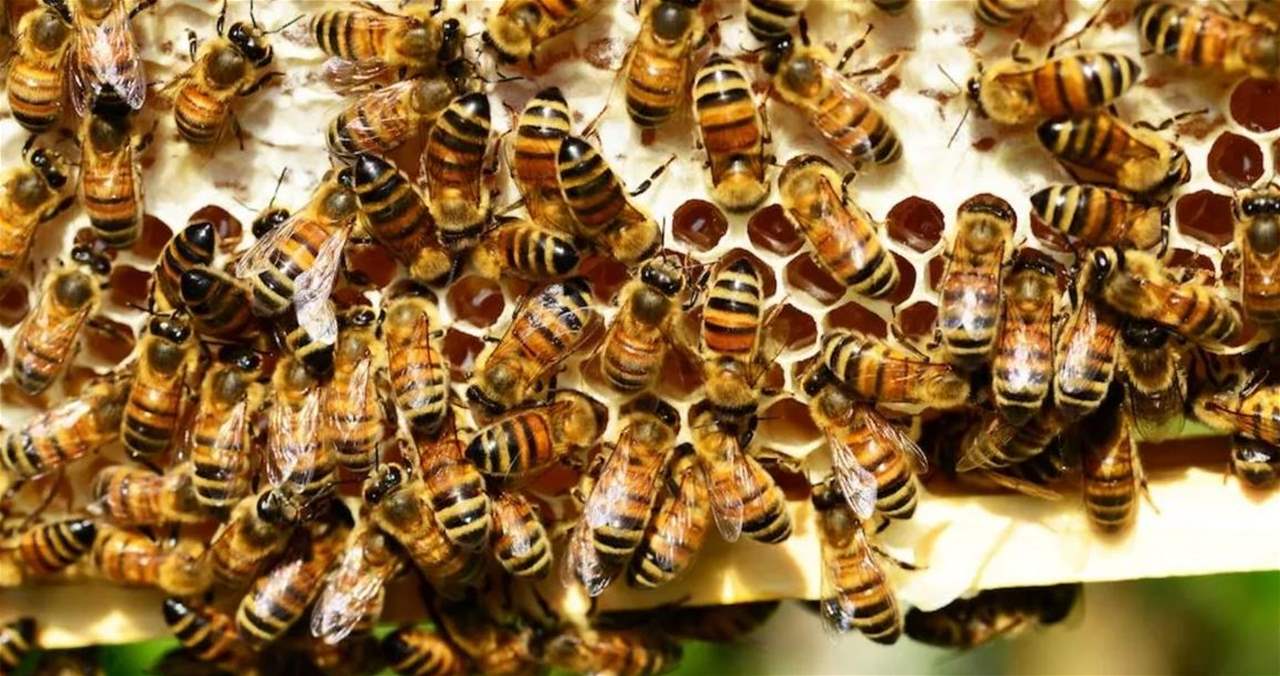 نفوق 3 ملايين نحلة في كاليفورنيا.. و&quot;سبب خبيث&quot; وراء ما حدث