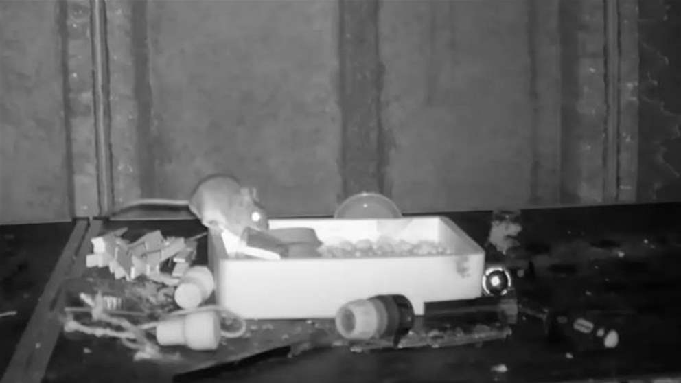 بالفيديو - فأر يحيّر مصور حياة برية .. هذا ما فعله ليلياً لشهرين!