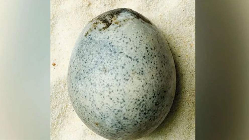 إكتشاف "مذهل".. العثور على بيضة رومانية "سليمة" في إنكلترا