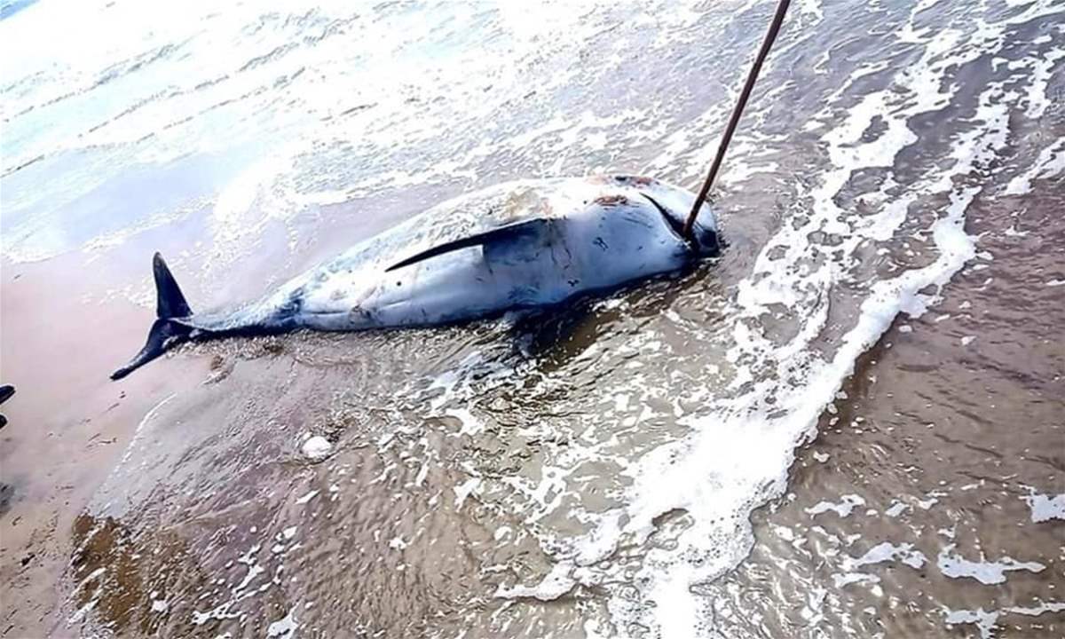 العثور على أحد الحيتان النافقة على الشاطئ العكاري