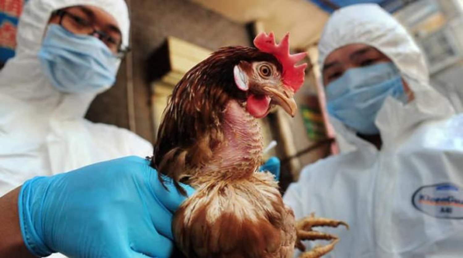 أول وفاة بشرية بمتحور من &quot;إنفلونزا الطيور&quot;
