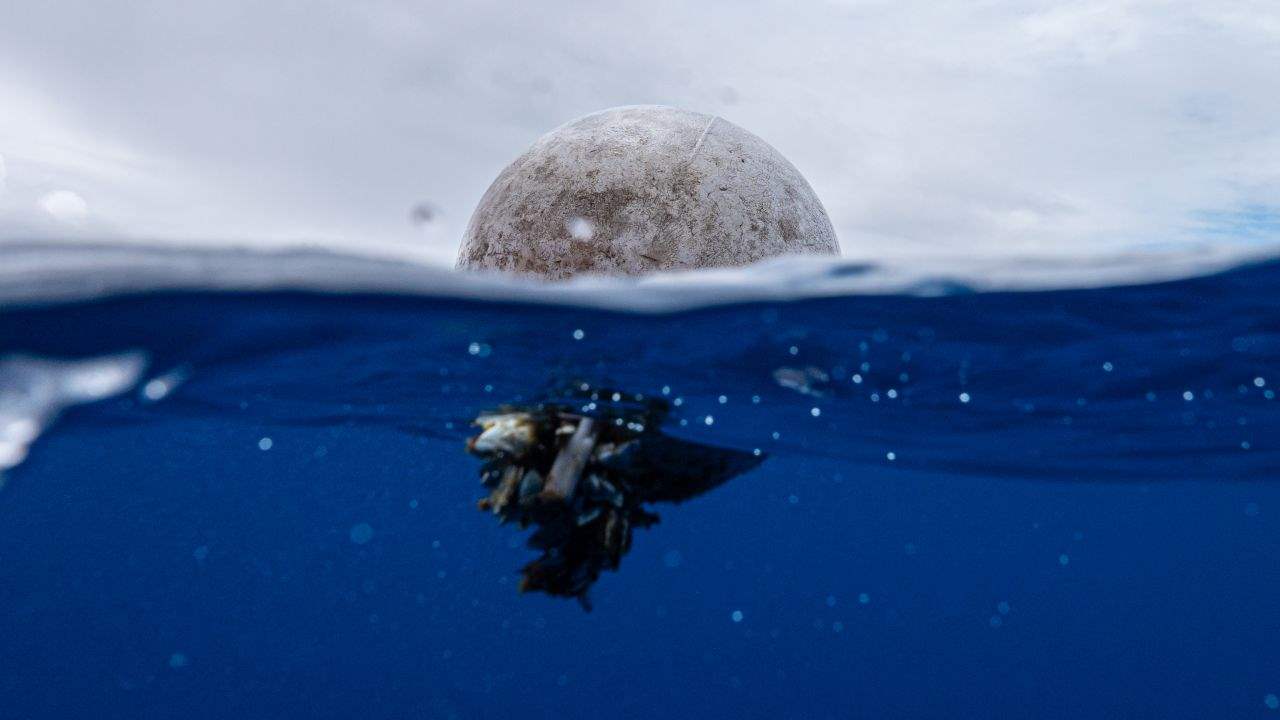 لقطة نادرة.. أنواع غريبة من المخلوقات تظهر في قاع المحيط! 