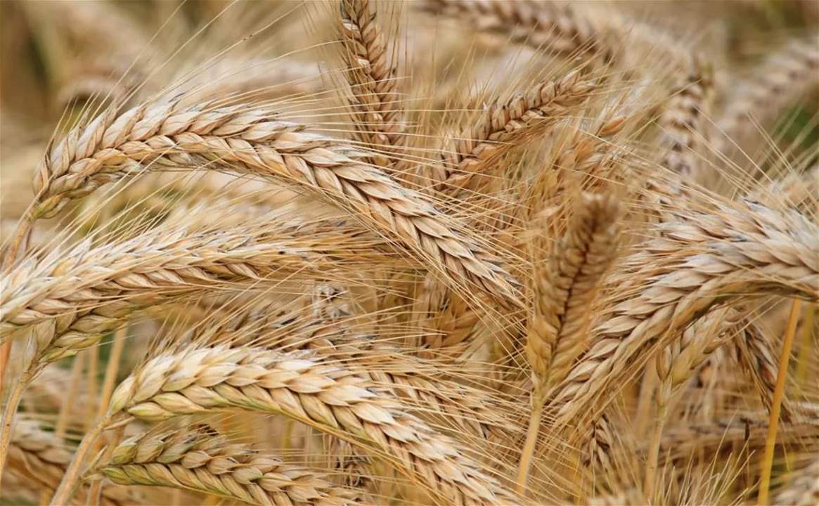 فيديو - بدء موسم حصاد القمح في لبنان
