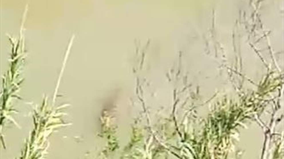 افترس خروفاً ... بالفيديو - ظهور تمساح لأول مرة بنهر في الأردن