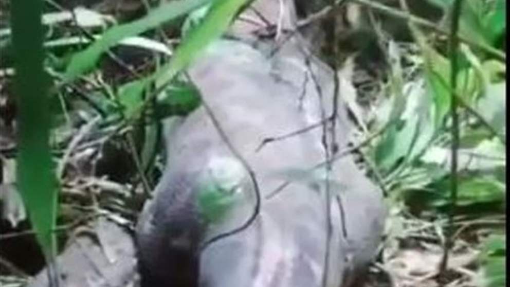 بالفيديو - ثعبان ضخم يبتلع امرأة في إندونيسيا