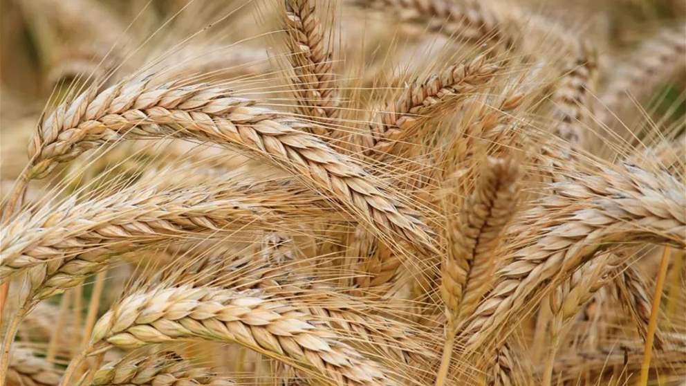 فيديو - بدء موسم حصاد القمح في لبنان