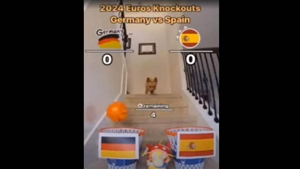 فيديو - ماذا توقع الكلب لمواجهة اسبانيا وألمانيا؟