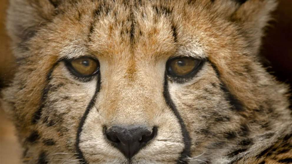 فيديو - بعد إنقراضه 40 عاماً.. "الفهد الصياد" يعود الى السعودية